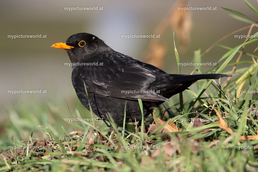 Amsel-048 | Das Bilderarchiv über Tiere, Planzen und Landschaften. In der Bilddatenbank finden Sie ein große Auswahl an hochwertigen Bilder für Ihre Werbung - Realisiert mit Pictrs.com