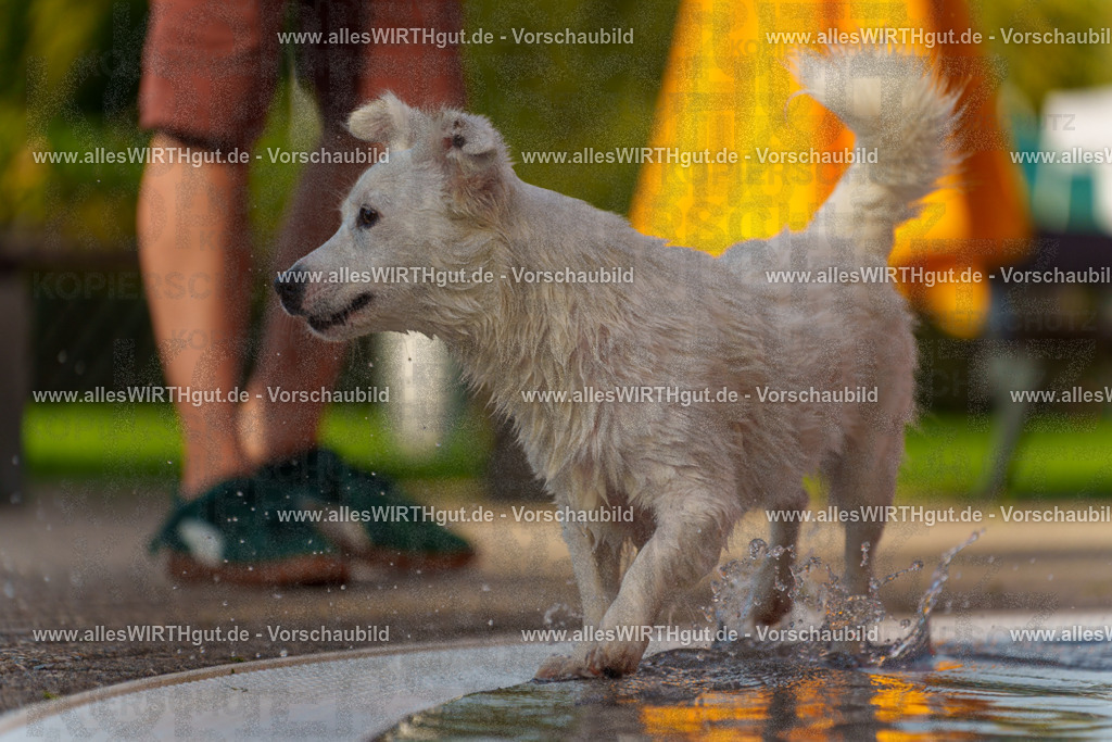 Hundeschwimmen_Grefrath_2026-allesWIRTHgut_Tierfotografie-15_43-7R509505 | Professionelle Tierfotografie in Mönchengladbach von Daniel Wirth (allesWIRTHgut). Liebevolle & natürliche Bilder von Hunden & Katzen für unvergessliche Erinnerungen.