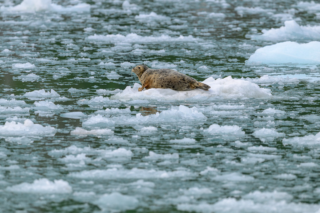 Alaska | Kenai Fjords National Park Cruise. - Realisiert mit Pictrs.com
