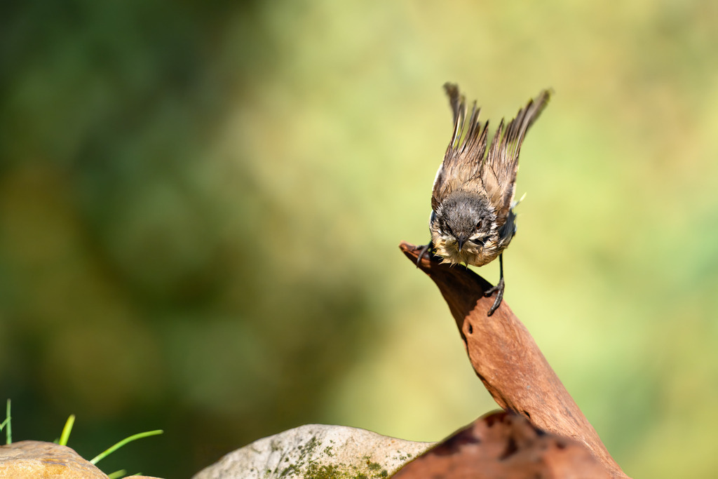 Das junge Rotkehlchen noch ohne rote Kehle nimmt nochmal Anlauf zum Baden | Tauchen Sie ein in die Schönheit der Natur mit diesem atemberaubenden Vogelfoto. Es zeigt einen kleinen Singvogel, der auf einem Ast sitzt und einen Anlauf für ein weiteres Bad nimmt. Die gestochen scharfe Aufnahme fängt jedes Detail des nassen Federkleides und den zielgerichteten Blick des Vogels ein. Der unscharfe, weiche Hintergrund in Grüntönen lenkt den Blick auf das Motiv und schafft eine beruhigende Atmosphäre. Dieses Wandbild ist perfekt für Vogelliebhaber, Naturfreunde und alle, die ihrem Raum einen Hauch von Wildnis und Ruhe verleihen möchten. Erhältlich in verschiedenen Größen und Materialien, um sich nahtlos in Ihre Einrichtung einzufügen.