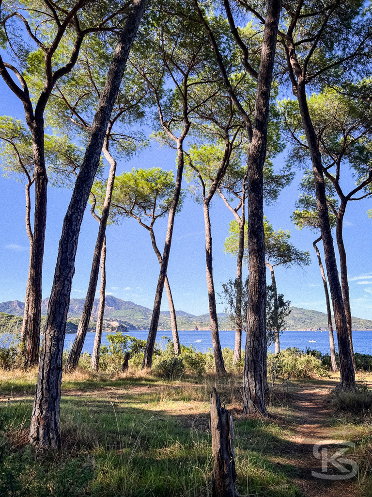 Mediterraner Küstentraum: Pinien mit Strandbar am Meer, Spiaggia di Istia, Elba – Wandbild | Mediterrane Pinien am Ufer der Spiaggia Si Istia auf Elba, mit Blick auf das türkisblaue Meer, Küstenlandschaft und Boote im Hintergrund - Realisiert mit Pictrs.com