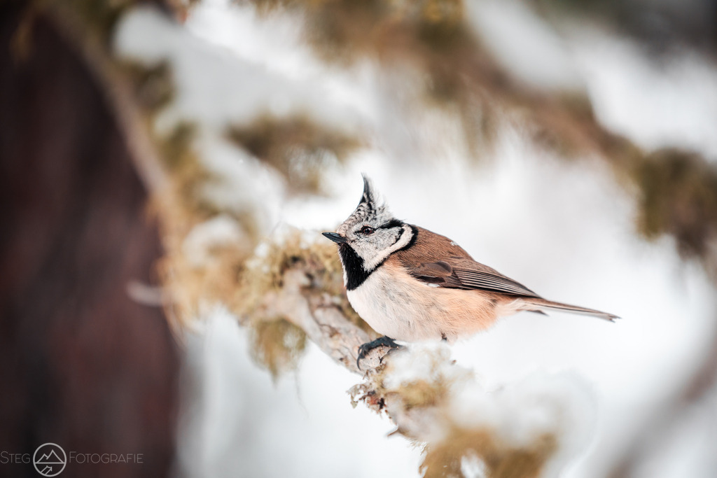 Haubenmeise | Sie fasziniert die Schweizer Natur und Bergwelt genau so wie mich? Auf www.steg-fotografie.ch findest du sicher ein passendes Bild von Landschaften, Tieren oder dem Nachthimmel für deine Wohnung. Jetzt als Wandbild, Abzug, Karte oder Download bestellen. - Realized with Pictrs.com