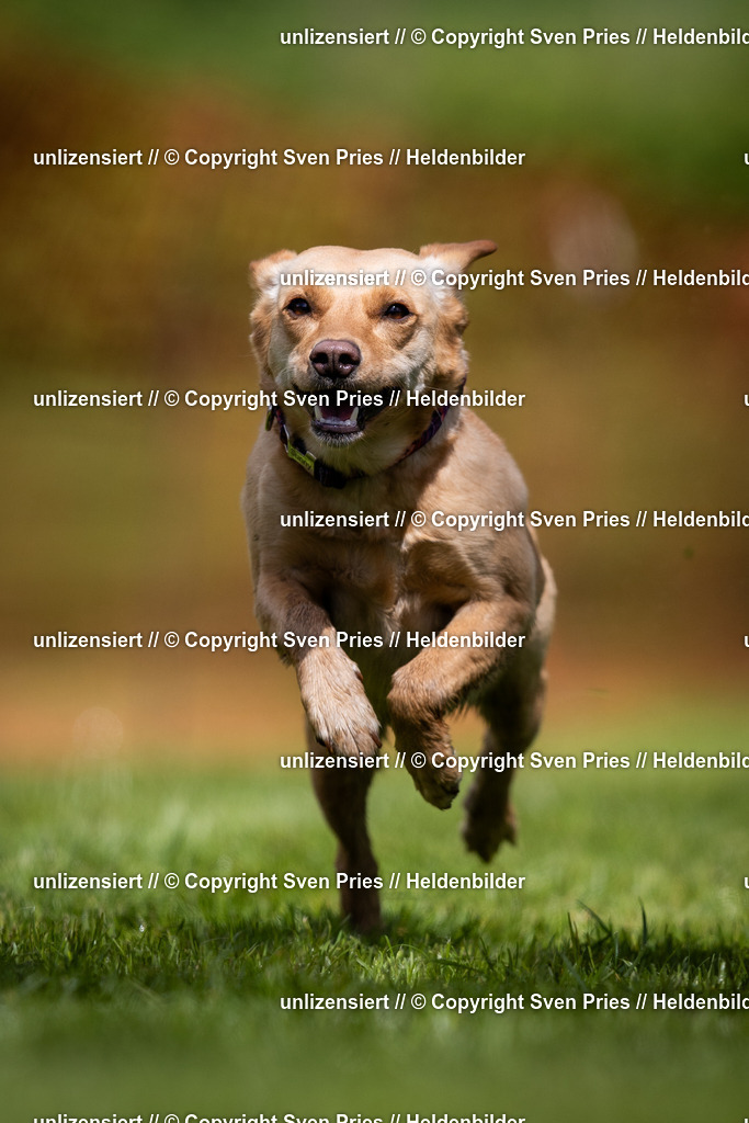 Sven Pries | 2024-04-21 - Hunderennen Baden-Oos
Foto: Sven Pries - Realisiert mit Pictrs.com