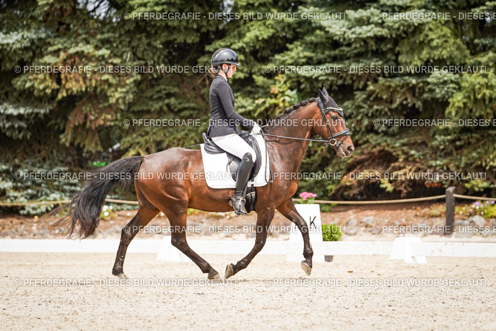 DSC04089 | Pferdegrafie