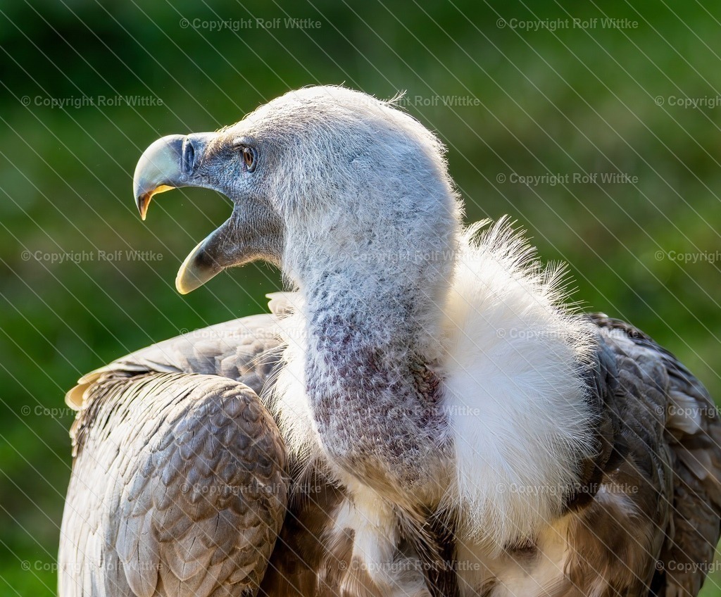 geier1 | der Gyps ist einer der größten  Vogelarten mit einer Flügelspannweite von fast 3m - Realisiert mit Pictrs.com