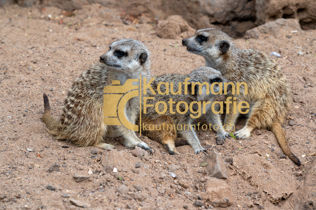 Jungle_Park_def-4103 | kaufmannfoto - Realisiert mit Pictrs.com