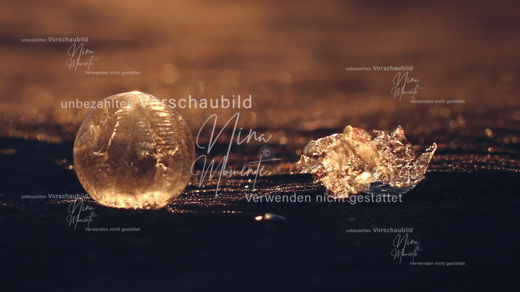 IMG_0832-1 | Einzigartige Fotos von Hunden & Menschen –Actionfotos, Portraits, Vereinsaufnahmen & Paarshootings – authentisch, lebendig & mit Herz.