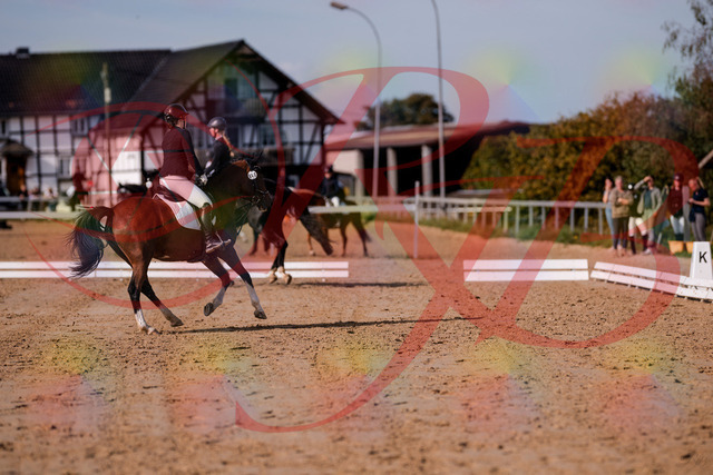 2026_10_03_Siefer-Hof_115619_Z81_96961838 | Professionelle Reitsport-, Turnier- und Eventfotografie von Robert Broda. Galerien mit ausgewählten und bearbeiteten Bildern direkt online ansehen und bestellen.