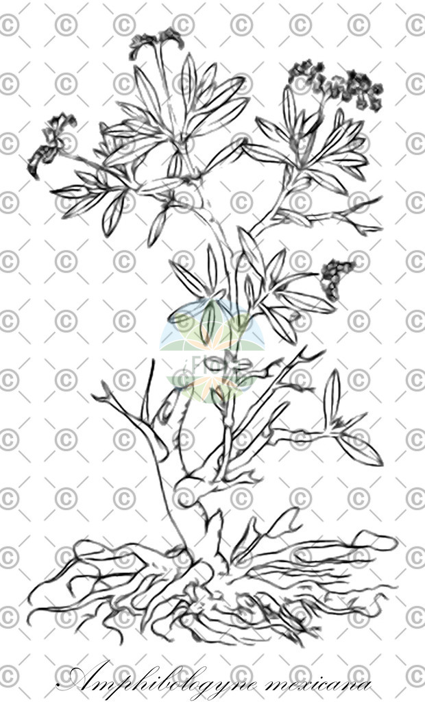HistAbb_wfo-0000531815_1_ENZY_Simple | Historische Abbildung von Amphibologyne mexicana - Boraginaceae | Historical Illustration of Amphibologyne mexicana - Boraginaceae