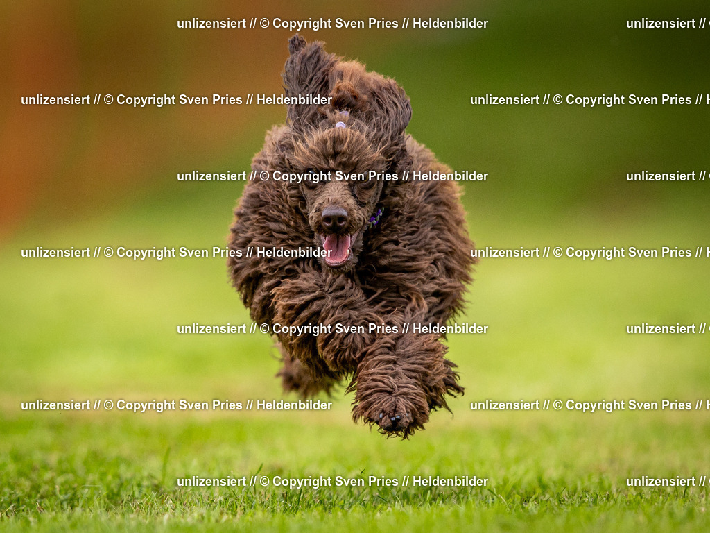 Sven Pries | 2024-09-22 - Hunderennen Baden-BadenPudelverein - Realisiert mit Pictrs.com