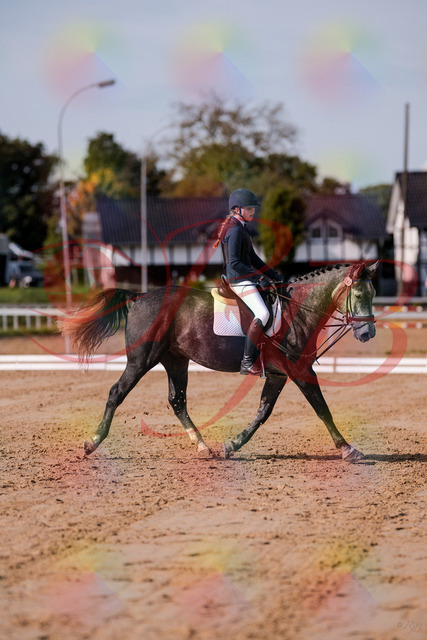 2026_10_03_Siefer-Hof_120333_Z81_05062647 | Professionelle Reitsport-, Turnier- und Eventfotografie von Robert Broda. Galerien mit ausgewählten und bearbeiteten Bildern direkt online ansehen und bestellen.