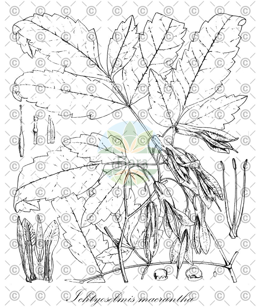 HistAbb_wfo-0000926532_2_ENZY_Simple | Historische Abbildung von Ichtyoselmis macrantha - Papaveraceae | Historical Illustration of Ichtyoselmis macrantha - Papaveraceae