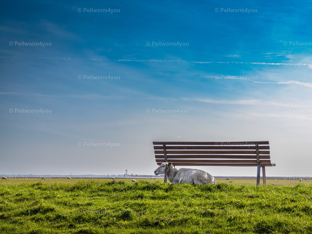 _9281302 | Pellwormer Bilder und Fotos als Poster, auf Leinwand mit Keilrahmen, hinter Acrylglas, auf Alu-Dibond oder Forex-Platte und vieles mehr. Zum verschenken, für die Ferienwohnung oder für zu Hause. - Realisiert mit Pictrs.com