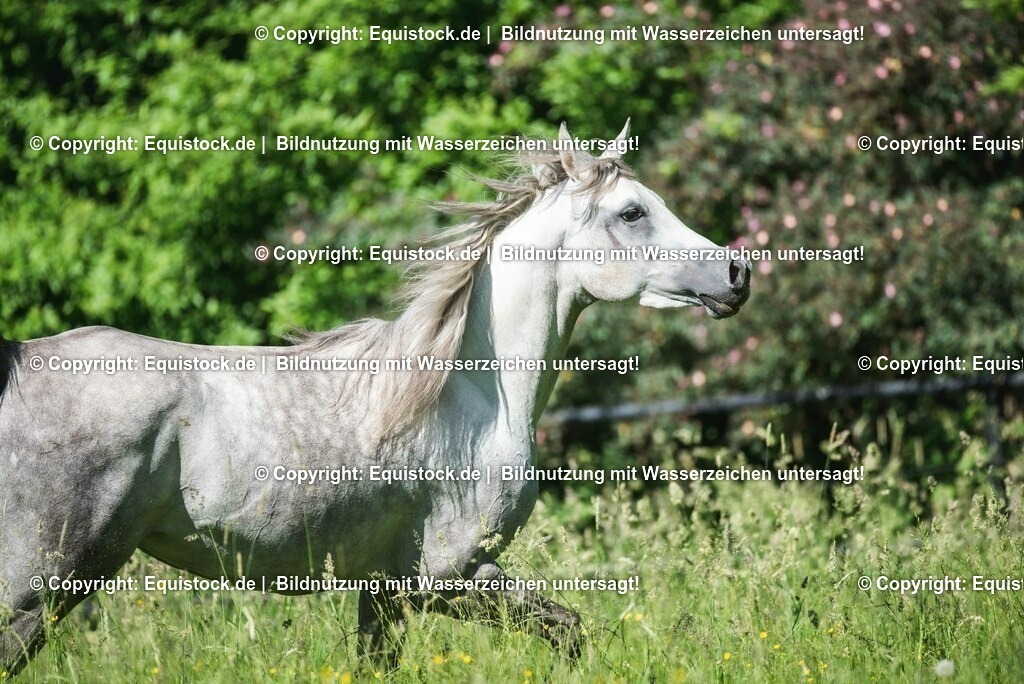 20210617_Araber_Marbach_Koppel_0100 | Foto: Thomas Hartig