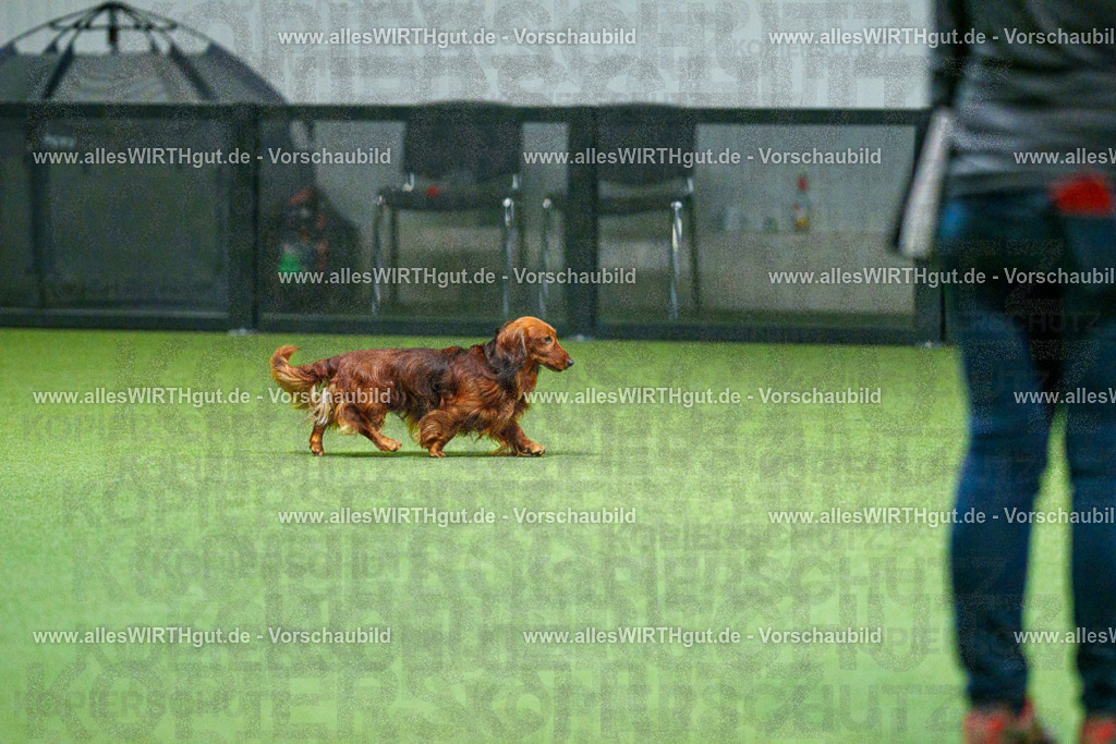 7R503693 | Professionelle Tierfotografie in Mönchengladbach von Daniel Wirth (allesWIRTHgut). Liebevolle & natürliche Bilder von Hunden & Katzen für unvergessliche Erinnerungen.