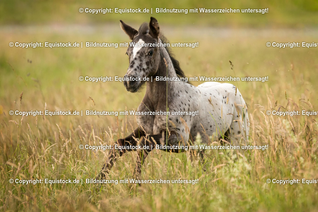 20160623_Fohlen_0054 | Foto: Thomas Hartig