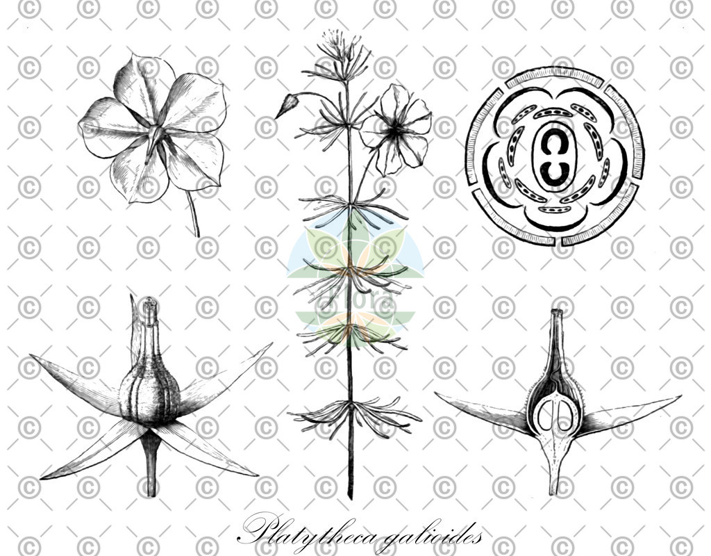 HistAbb_wfo-0000474127_1_ENZY_Simple | Historische Abbildung von Platytheca galioides - Elaeocarpaceae | Historical Illustration of Platytheca galioides - Elaeocarpaceae