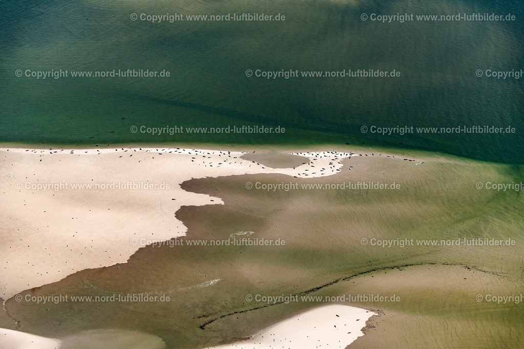 Robbenbänke_vor_Pellworm_ELS_8023130822 | WESTERHEVER 13.08.2022 Seehunde auf einer  Sandbank- Landfläche in der Meeres- Wasseroberfläche Nordsee in Westerhever im Bundesland Schleswig-Holstein. // Seals on one area in the sea water surface North Sea in Westerhever in the state Schleswig-Holstein. Foto: Martin Elsen
