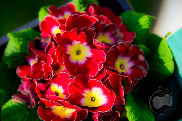 _DSC5262 | Shop für Prints Landschaftsfotografie Sächsische Schweiz Naturfotografie in Thüringen Fotos vom Findlingspark Nochten Kloster Sankt Marienstern Bilder Festung Königstein PanoramaRhododendronpark Kromlau FotogalerSchleswig-Holstein Küstenlandschaften