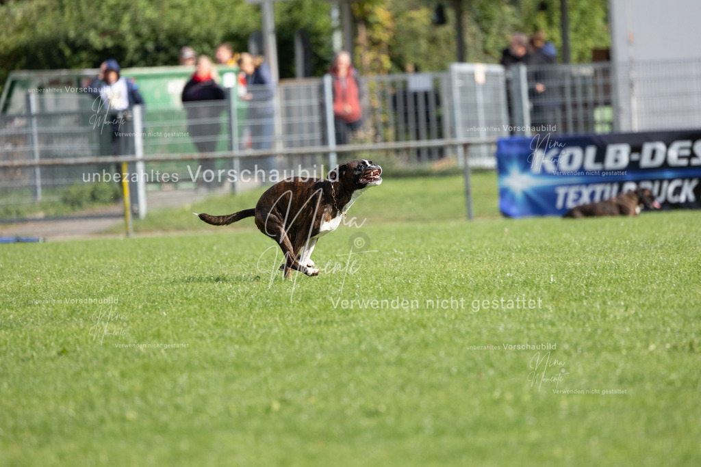 _16A6881 | Einzigartige Fotos von Hunden & Menschen –Actionfotos, Portraits, Vereinsaufnahmen & Paarshootings – authentisch, lebendig & mit Herz.