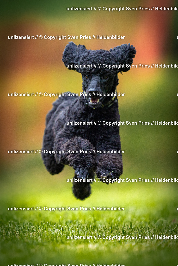 Sven Pries | 2025-09-21 - Hunderennen Baden-Oos - Realisiert mit Pictrs.com