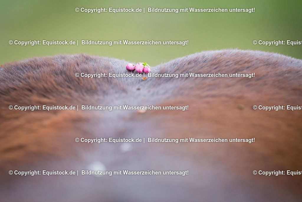 20160414_Pferd_in_Kirschbl__te_0012 | equistock