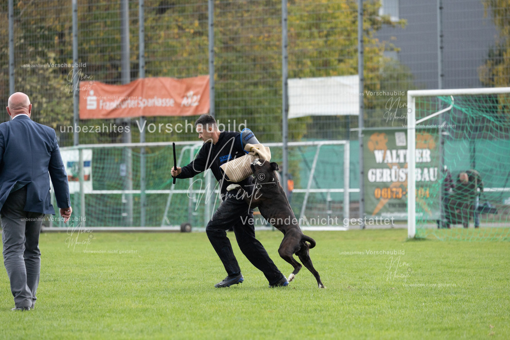 _16A7114 | Einzigartige Fotos von Hunden & Menschen –Actionfotos, Portraits, Vereinsaufnahmen & Paarshootings – authentisch, lebendig & mit Herz.