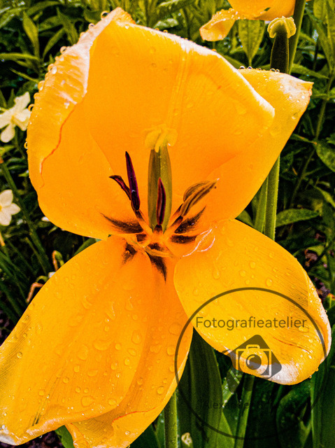 1000199-21042024-135759 | Landschaftsfotos, Naturfotos, Fotos, Fotograf, Landschaftsfotograf, Naturfotograf, professioneller Fotograf