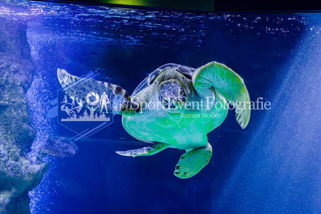 IMG_7701 | SportEventFotografie - Roman Stoiber