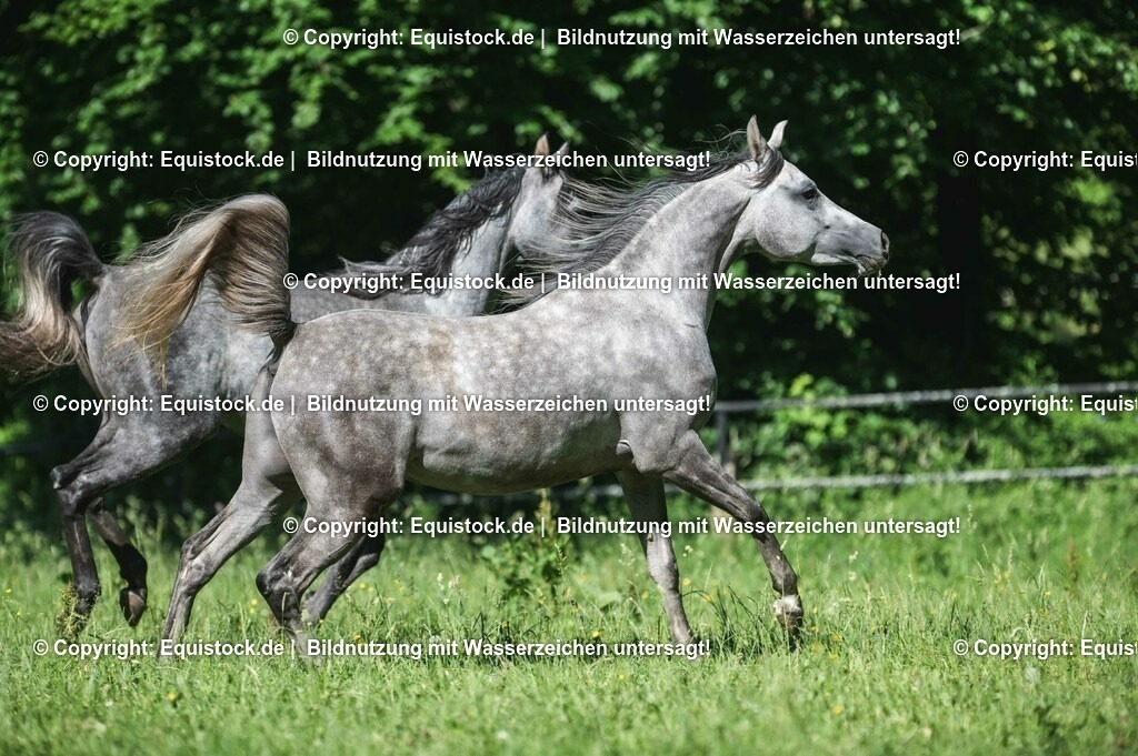 20210617_Araber_Marbach_Koppel_0045 | Foto: Thomas Hartig