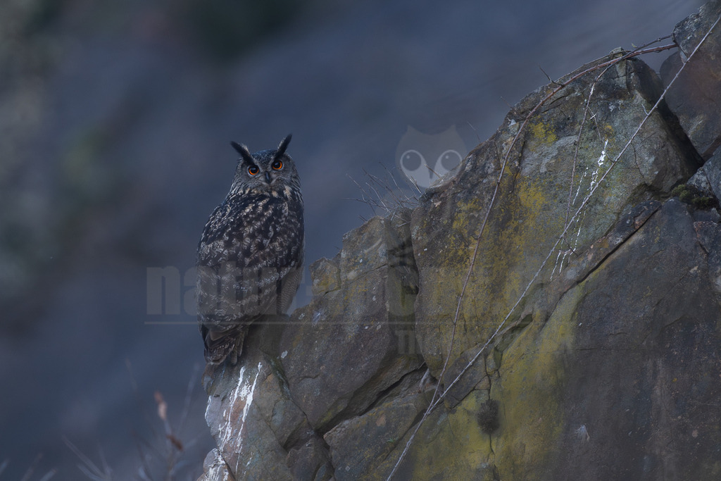 R5M28398_20260307 | Ein Uhu (Bubo bubo) sitzt auf einem felsigen Vorsprung und blickt direkt in die Kamera. Sein Gefieder ist dunkelbraun und grau gesprenkelt, und seine leuchtend orangefarbenen Augen stechen hervor. Der Hintergrund ist unscharf und dunkelblau-grau. - Realisiert mit Pictrs.com
