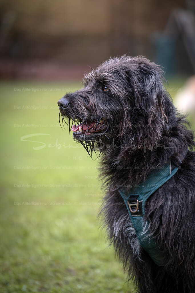 Hund-11_14.03.2026_DSCF6762 | People- und Tierfotografie, Imageaufnahmen, Veranstaltungsfotografie und Wandbilder aus der Natur ★ Made in Germany ✔️ Druck + Downloads ✔️ Naturfotografie in Top Qualität ★ schneller Versand, weltweite Lieferung! - Realisiert mit Pictrs.com