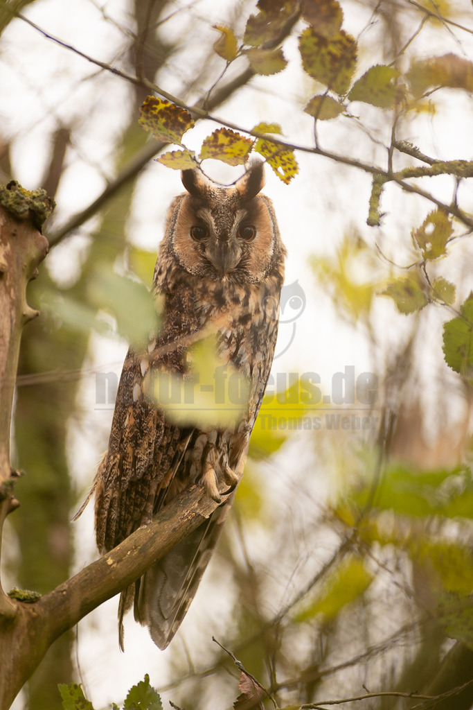 R5NF0317_20241117 | Die Waldohreule ist kleiner, schlanker und hat längere Flügel als der dickköpfige Waldkauz. Sie besitzt außerdem Federohren, der Waldkauz hingegen nicht.
Die Waldohreule hat orange- bis feurig-gelbe, der Waldkauz schwarze Augen. - Realisiert mit Pictrs.com