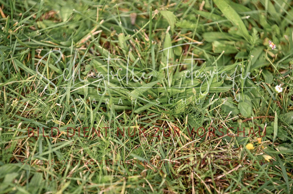 Schugtsche-Düren.2024-07.Amat.Springprf.A__-9 | Schugtsche Fotografie - Realisiert mit Pictrs.com