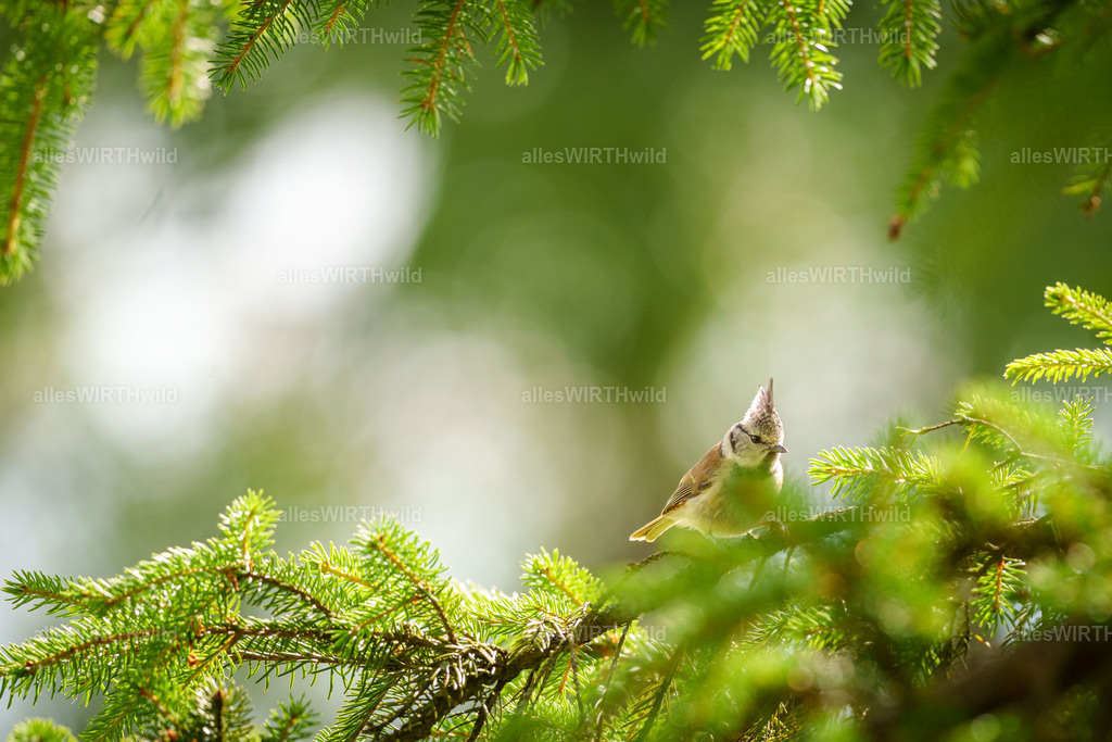 Daniel Wirth - www.allesWIRTHwild.de - Harz - 7IV07591 | Entdecke die faszinierende Welt der Natur- und Wildlife-Fotografie von Daniel und Bärbel. Inspirierende Bilder von wilden Tieren und kleinen Naturwundern.