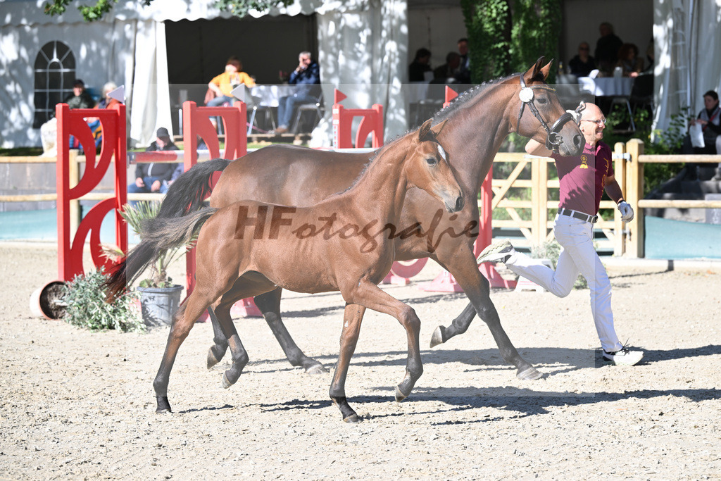 Fohlenauktion Next Chance_49220394 | hf-fotografie - Realisiert mit Pictrs.com