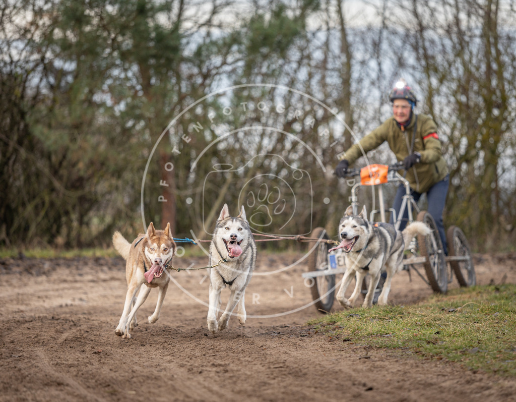 Pfotenfotografie_DV3A6160 | Hundefotografie, Tierfotograf, Pfotenfotografie, Fotoshooting Hund, Hunde Portrait, Hundesport, Hundeportraits, Heideshooting, Hunde, Sportfotograf, Hundefotograf, Turnierhundsport, THS,  - Realisiert mit Pictrs.com