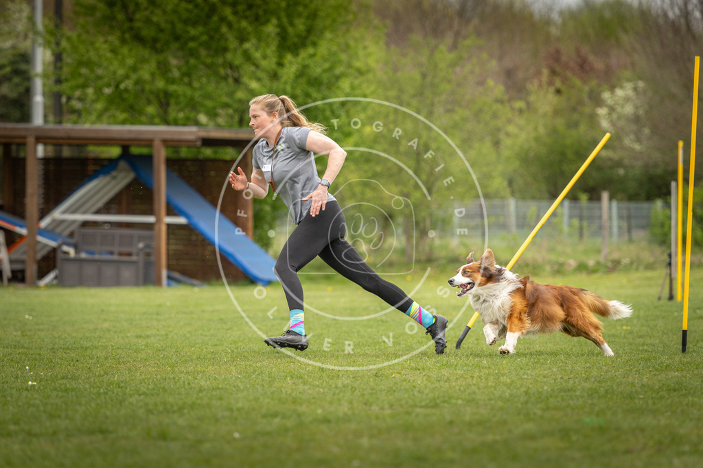 Pfotenfotografie_DV3A9457 | Hundefotografie, Tierfotograf, Pfotenfotografie, Fotoshooting Hund, Hunde Portrait, Hundesport, Hundeportraits, Heideshooting, Hunde, Sportfotograf, Hundefotograf, Turnierhundsport, THS,  - Realisiert mit Pictrs.com
