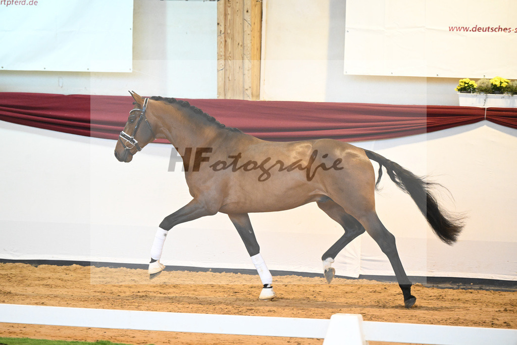 Kat-Nr. 64 v. Vitalis_Bock_66222180 | hf-fotografie - Realisiert mit Pictrs.com