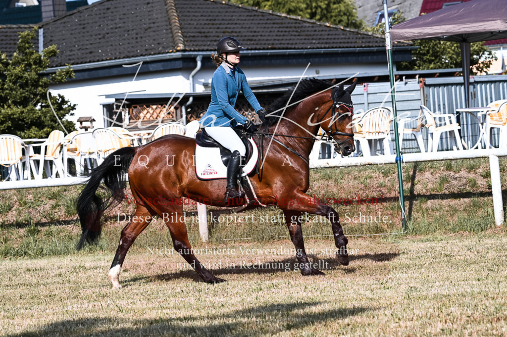 DSC_7550 | Pferde- und Turnierfotografie in Westsachsen. Pferdeportraits, Auftragszeichnungen und intuitive Kunst.