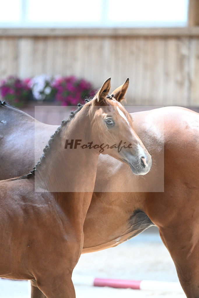 Kat-Nr. 7 SF Cascadello I x Cormint_Stoeger_32240484 | hf-fotografie - Realisiert mit Pictrs.com