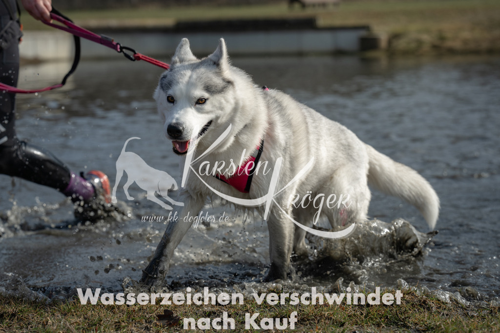 1232_ZZ90425 | kk-dogfotos