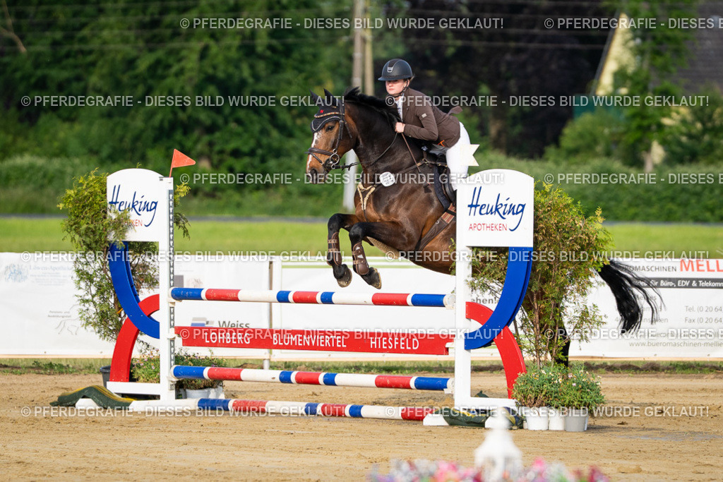 DSC02135 | Pferdegrafie