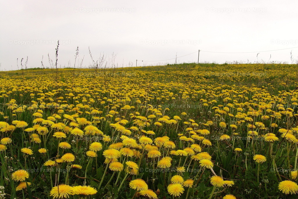 Löwenzahnfeld | Im Volksmund Butterblumen oder auch Löwenzahn genannt, wächst auf vielen Wiesen und unbestellten Feldern.  - Realisiert mit Pictrs.com