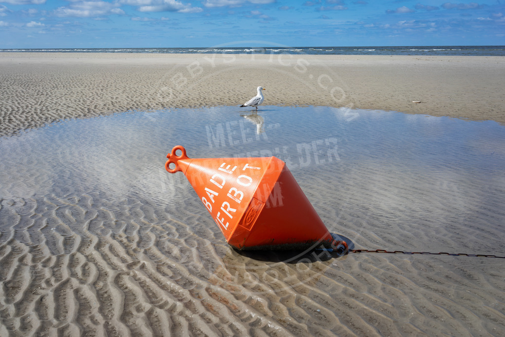 Möwe in der Badezone | Strandleben an der Nordsee