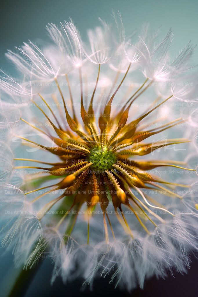 Wandbild Pusteblume "Sonnenrad" | People- und Tierfotografie, Imageaufnahmen, Veranstaltungsfotografie und Wandbilder aus der Natur ★ Made in Germany ✔️ Druck + Downloads ✔️ Naturfotografie in Top Qualität ★ schneller Versand, weltweite Lieferung! - Realisiert mit Pictrs.com