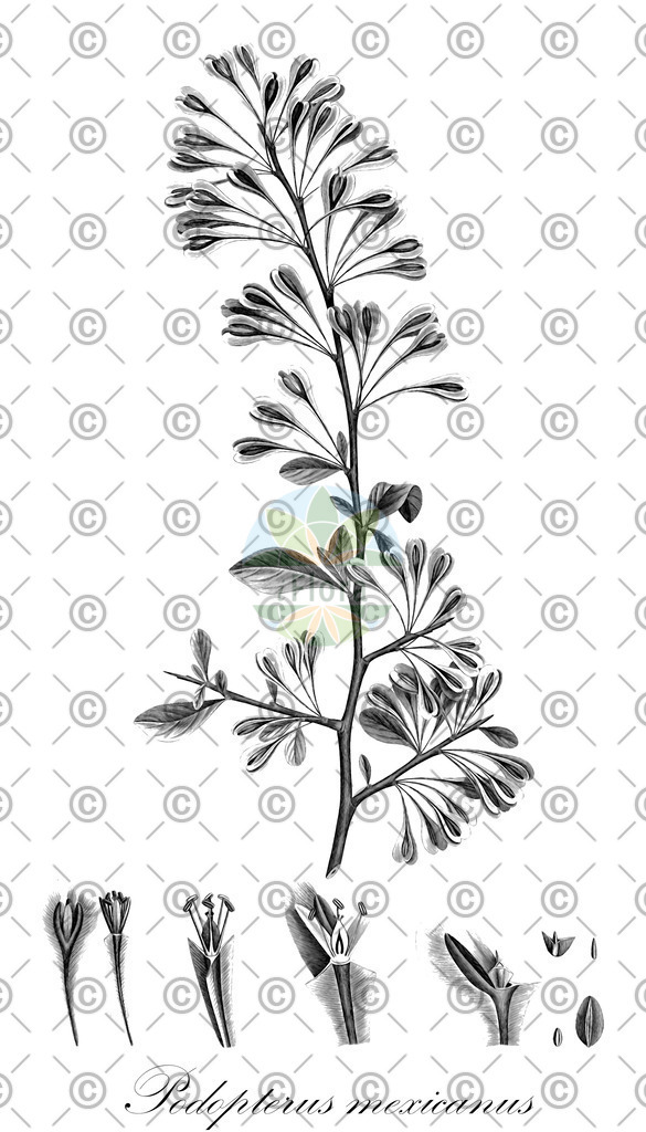 HistAbb_wfo-0000484969_1_ENZY_Simple | Historische Abbildung von Podopterus mexicanus - Polygonaceae | Historical Illustration of Podopterus mexicanus - Polygonaceae