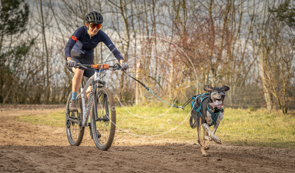 Pfotenfotografie_DV3A7396 | Hundefotografie, Tierfotograf, Pfotenfotografie, Fotoshooting Hund, Hunde Portrait, Hundesport, Hundeportraits, Heideshooting, Hunde, Sportfotograf, Hundefotograf, Turnierhundsport, THS,  - Realisiert mit Pictrs.com
