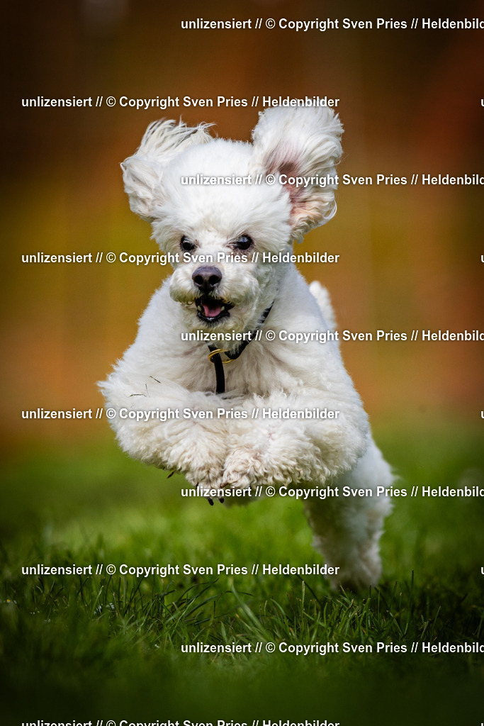 Sven Pries | 2025-04-13 - Hunderennen Baden-Baden - Realisiert mit Pictrs.com