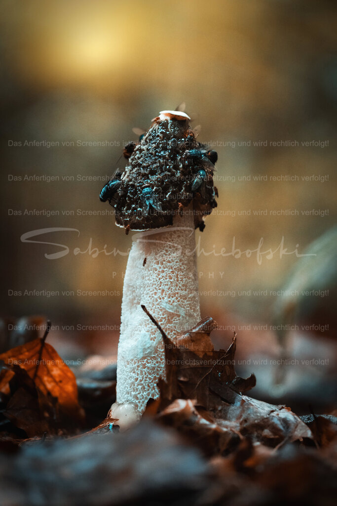 "Win-Win" Stinkmorchel mit Fliegen | People- und Tierfotografie, Imageaufnahmen, Veranstaltungsfotografie und Wandbilder aus der Natur ★ Made in Germany ✔️ Druck + Downloads ✔️ Naturfotografie in Top Qualität ★ schneller Versand, weltweite Lieferung! - Realisiert mit Pictrs.com